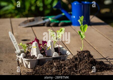 Empty egg box recycled as a seedling planter, vegetable seedlings being potted into cardboard egg carton outside on garden bench, in sunny garden back Stock Photo