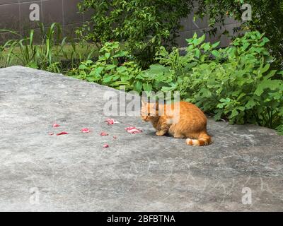 Red-haired cat eats meat on the street Stock Photo