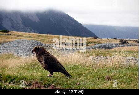Close up portrait shot of a Nestor Kea, the worlds only mountain parrot living in the southern alps of New Zealand, near Mount Cook, March 2020 Stock Photo