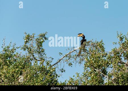Sri Lanka, - Sept 2015: Malabar Pied Hornbill sitting on a tree in ...