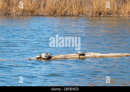 Painted turtles basking in warm sunlight on log in pond in springtime Stock Photo