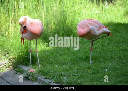 Two pink flamingos standing on a grass Stock Photo