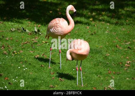 Two pink flamingos standing on a grass Stock Photo