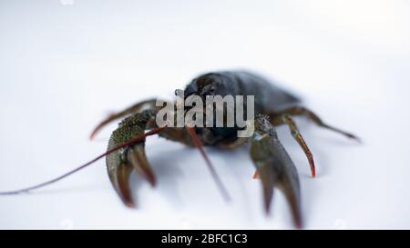 live crayfish on a white background close-up. Stock Photo