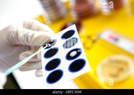 Blood poisoning bacteria colonies being cultured on an agar medium Stock Photo