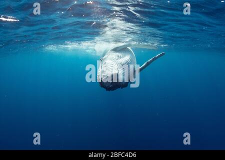 playful humpback whale calf, Megaptera novaeangliae, rolling at surface, with commensal remora fish in front of right pectoral fin, Vava'u, Tonga Stock Photo