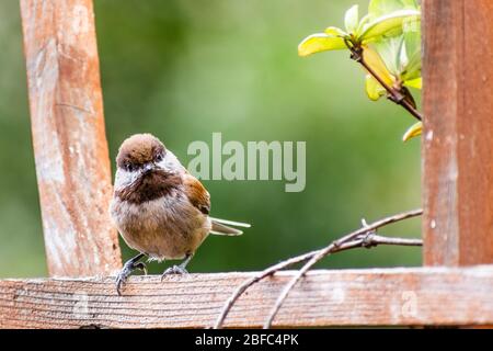Close up of Chestnut backed Chickadee (Poecile rufescens) perched on a wooden ledge; blurred background, San Francisco Bay Area, California Stock Photo