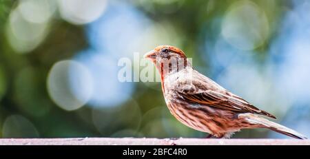 Close up of Male House Finch (Haemorhous mexicanus) standing on a wooden ledge; San Francisco Bay Area, California; blurred colorful background and co Stock Photo