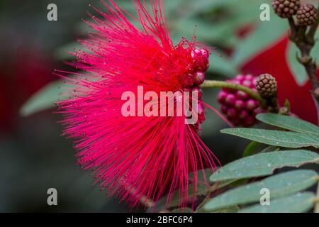 Red fragile exotic flower close-up Stock Photo