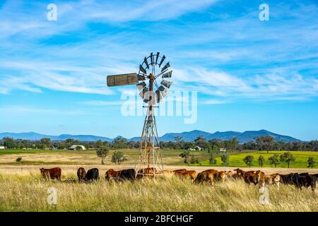 Young Brahman Cross and Angus cattle feeding on winter grass, NSW Australia. Stock Photo