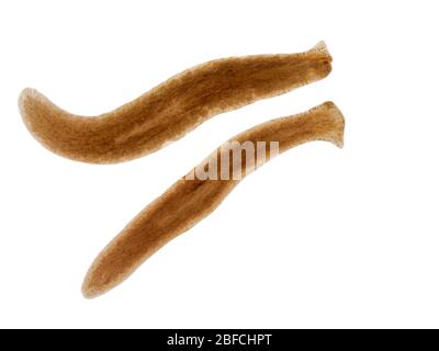Two specimens of Polycelis coronata, small freshwater triclad flatworms (planaria) found in cold streams in North America. Collected in Delta, British Stock Photo