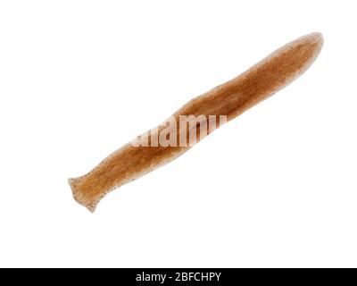Polycelis coronata, a small freshwater triclad flatworm (planarian) found in cold streams in North America. Collected in Delta, British Columbia, Cana Stock Photo