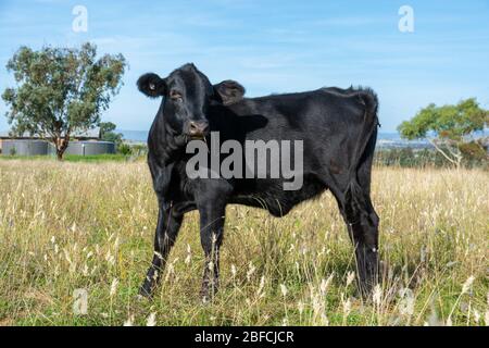 A young Angus bull  in pasture. Stock Photo