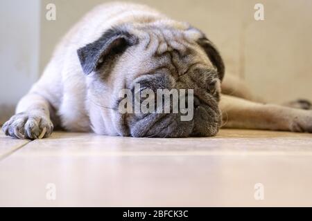 Lazy and sleepy pug dog lying on the floor. Copy space. Stock Photo