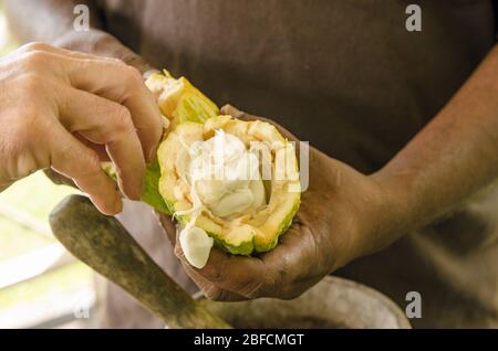 Fresh cocoa beans being taken from a recently opened pod.  The seeds from Theobroma cacao can produce cocoa butter and chocolate. Stock Photo