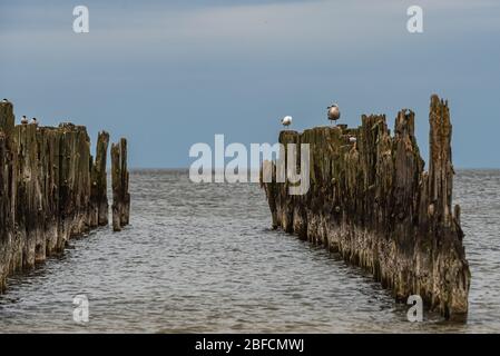 old boat moorings on the shores of the Baltic Sea and seabirds sitting on them as a historical testimony to the past fishing Stock Photo
