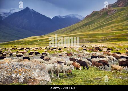 Sheep in near the rock in Terskey Alatau mountains of Kyrgyzstan, Central Asia Stock Photo