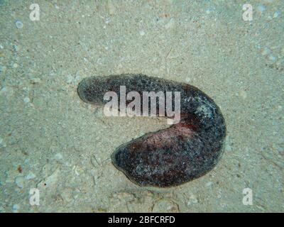 Sea cucumber are echinoderms from the class Holothuroidea Stock Photo