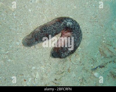 Sea cucumber are echinoderms from the class Holothuroidea Stock Photo