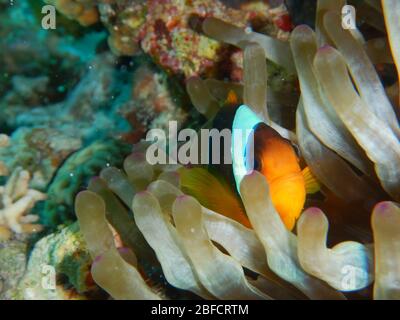 Amphiprioninae, Clownfish or anemonefish Stock Photo