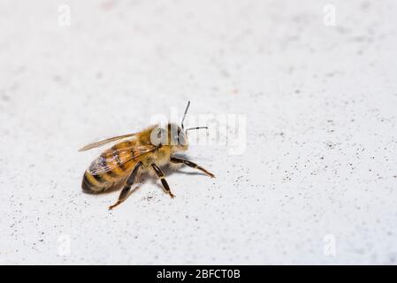 Apis mellifera, European or Western honey bee, Bee on a white background. Stock Photo
