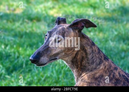 Portrait of Galgo Greyhound on Blurred  Meadow Background Stock Photo