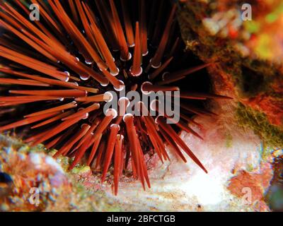 Sea Urchin, echinoderms, in red sea Stock Photo