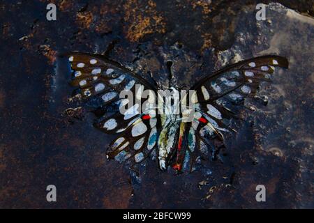 Conceptual photo of a dead butterfly in water showing concept of mental health illness like depression and suicide during lock down