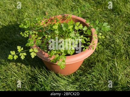 Home Grown Organic Italian or Flat Leaf Parsley Plant (Petroselinum crispum var. neapolitanum) Growing in a Terracotta Plastic Flowerpot with a Green Stock Photo