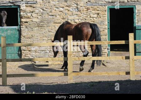 Animals In Fields garden of England Stock Photo