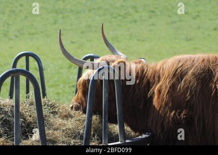 Animals In Fields garden of England Stock Photo