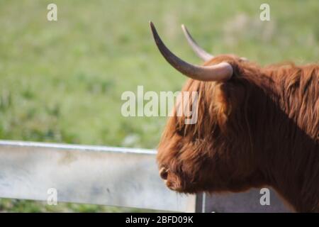 Animals In Fields garden of England Stock Photo