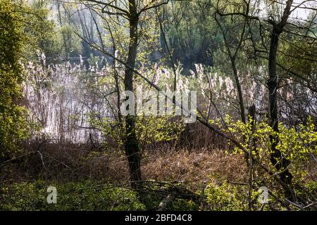 Pampas grass in the nature reserve near Rees on the Lower Rhine Stock Photo