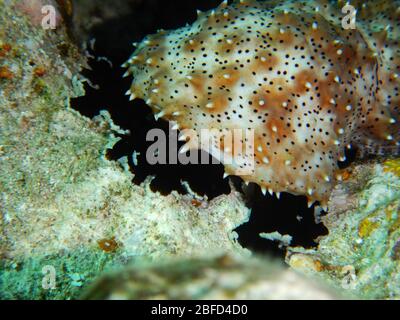 Sea cucumber are echinoderms from the class Holothuroidea Stock Photo