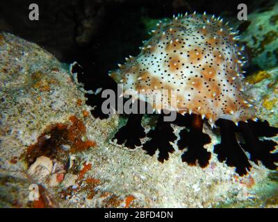 Sea cucumber are echinoderms from the class Holothuroidea Stock Photo