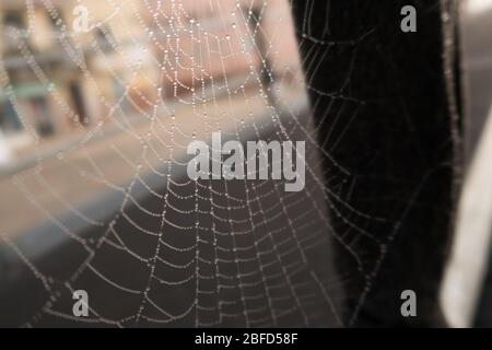 A close up of a spider web covered in water droplets Stock Photo