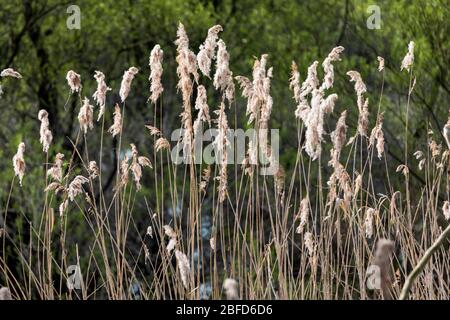 Pampas grass in the nature reserve near Rees on the Lower Rhine Stock Photo