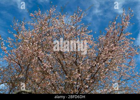 PINK CHERRY BLOSSOM OR FLOWERS IN EARLY SPRING WITH A CLEAR BLUE SKY Prunus serrulata OR sakura (桜 or 櫻; さくら) Stock Photo
