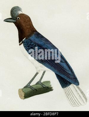 Crested jay or geai .  Detail of an engraving created in the 1800s for the “Oeuvres complètes de Buffon, augmentées par M.F. Cuvier”, published in 29 volumes from 1829 to 1832.  This “Complete works” brought the previous century's influential writings by Georges-Louis Leclerc, Comte de Buffon (1707-1788), on natural history to new generations.  The engraving in this image was created from a drawing by Madame C. Pillot, wife of Paris-based publisher of the “Complete Works”, F D Pillot. Stock Photo