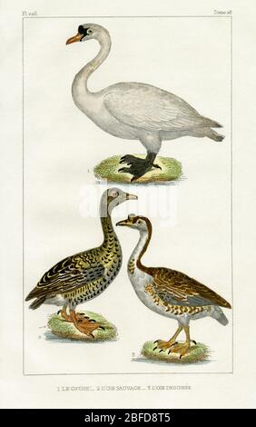 Swan, wild goose and guinea goose.  Engraving created in the 1800s for the “Oeuvres complètes de Buffon, augmentées par M.F. Cuvier”, published in 29 volumes from 1829 to 1832.  This “Complete works” brought the previous century's influential writings by Georges-Louis Leclerc, Comte de Buffon (1707-1788), on natural history and science to new generations.  The engraving in this image was created from a drawing by Madame C. Pillot, wife of Paris-based publisher of the “Complete Works”, F D Pillot. Stock Photo