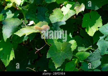The green leaves of a grapevine which is growing well Stock Photo