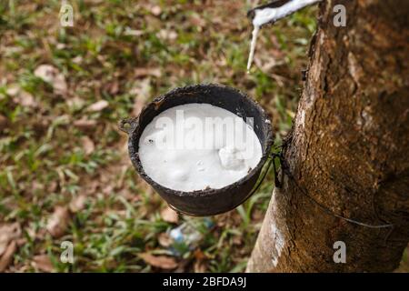 Rubber tree and cup. Harvesting natural rubber in Laos. Extraction of latex from a tree, for use in rubber production. Stock Photo