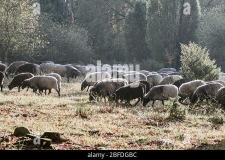 A flock of German horned heath in Lüneburg Heath, near Wilsede/ Lower Saxony Stock Photo