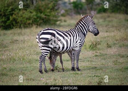 baby Zebra feeding on grass between its mothers legs in the Masai Mara, Kenya Stock Photo