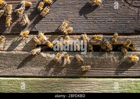 Bee HoneyBee at Opeing of Bee Hive group close up Image Stock Photo