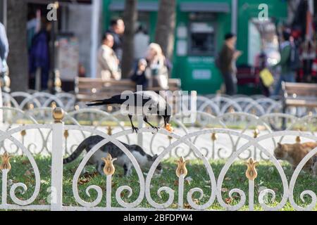 The crow with food in its mouth is on the grass in the park. In the background, the cat is eating. People are walking around the park. Stock Photo