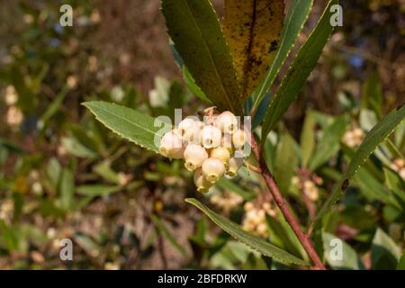 Bell-shaped white flowers on the leaves of the tree, whose Latin name is Arbutus ericaceae. Stock Photo