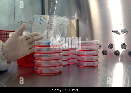 A technician in a germ-free laboratory using an electronic pipette to transfer fibroblast cells into petri dishes before they are placed into an incub Stock Photo