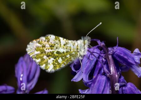 Male Orange Tip butterfly at rest on Bluebells