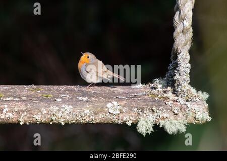 robin - Erithacus Rubecula - on old garden swing - UK Stock Photo